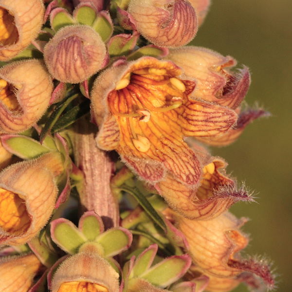 Afwijkende bloem