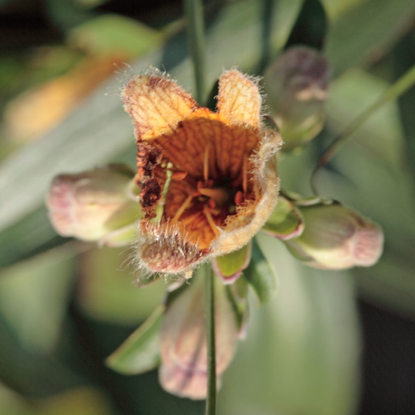 Afwijkende topbloem