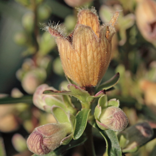 Afwijkende topbloem