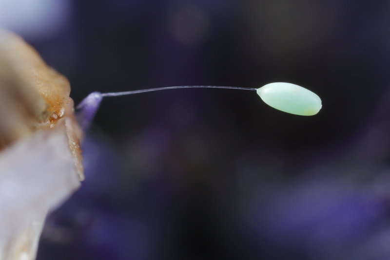 gaasvlieg ei op steeltje aan de bloem van een kogeldistel