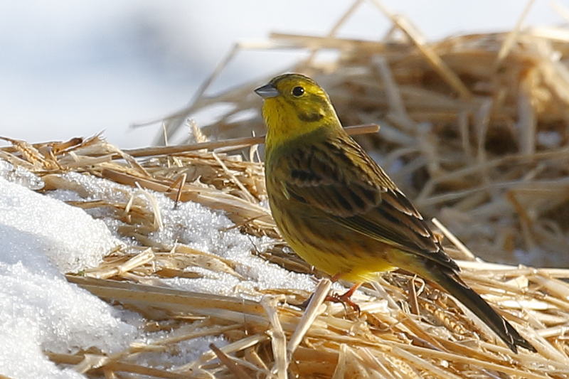 geelgors, Emberiza citrinella ♂