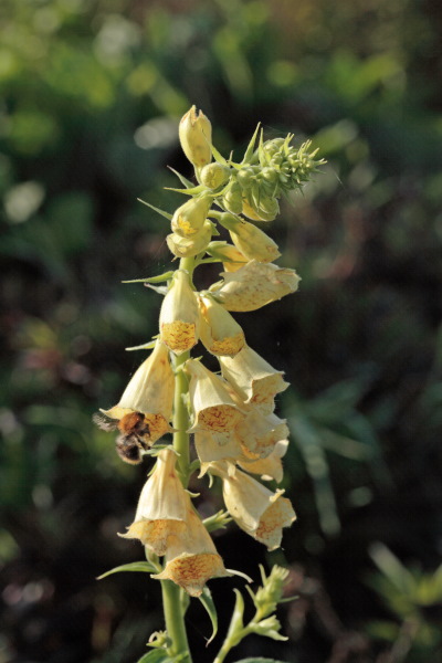 De bloeiwijze met hommel