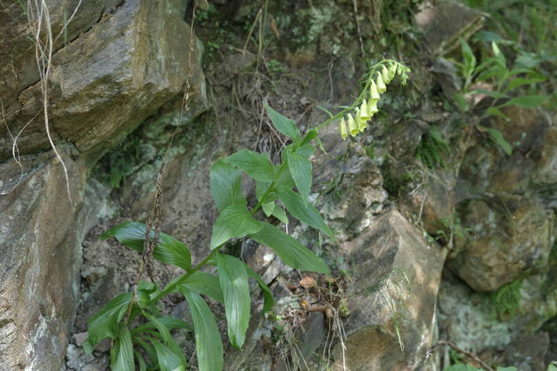 Digitalis grandiflora, Bulgarije Sofia