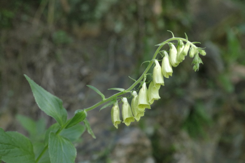 Digitalis grandiflora, Bulgarije Sofia