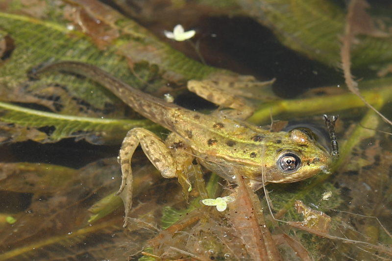 larve groene kikker, eind augustus