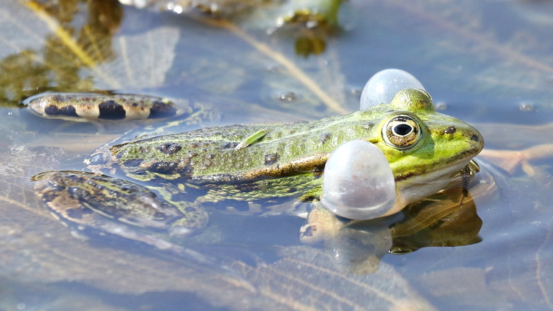 kwaakblazen groene kikker
