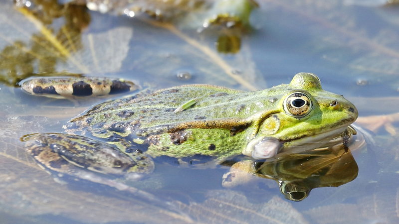 kwaakblaas groene kikker