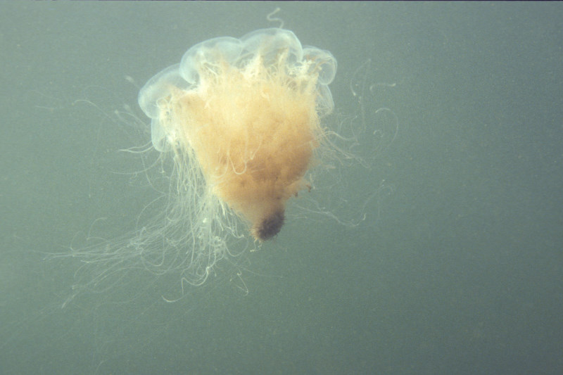 Cyanea