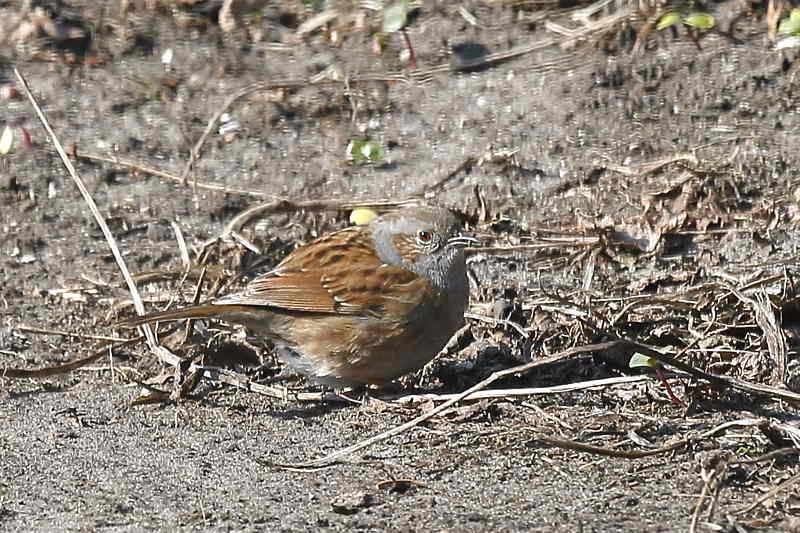 Heggenmus, Prunella modularis