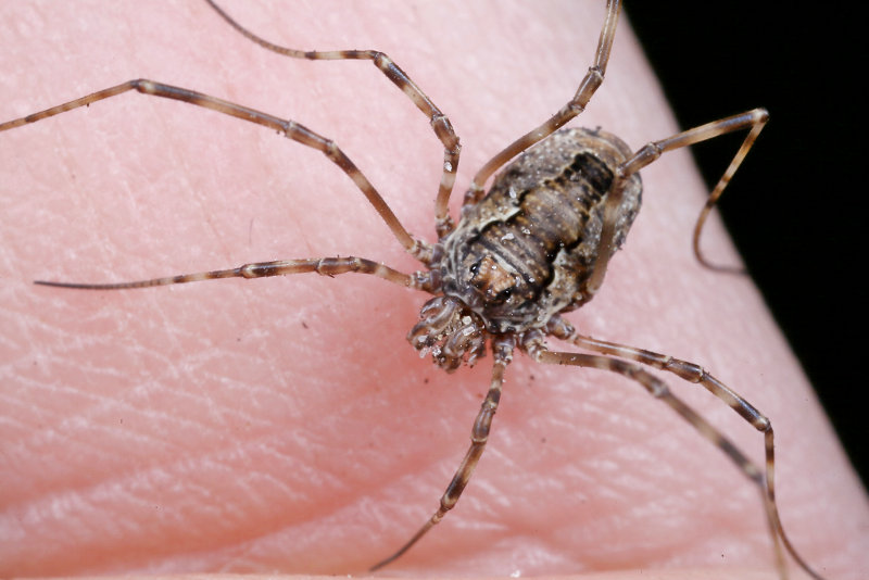 Harvestmen have no venom glands and are non-toxic