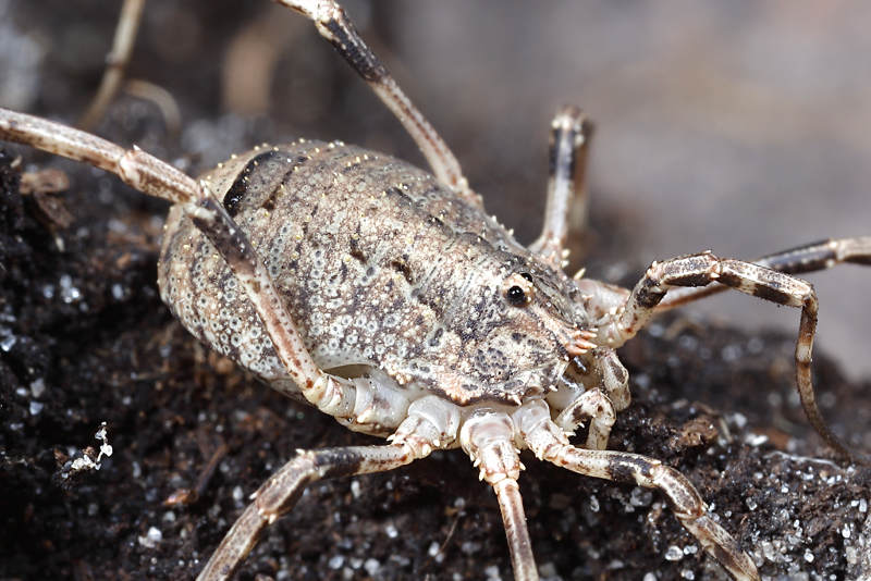 harvestman