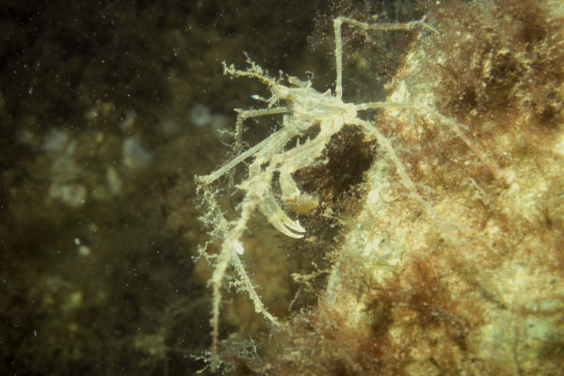 gewone hooiwagenkrab, Macropodia rostrata