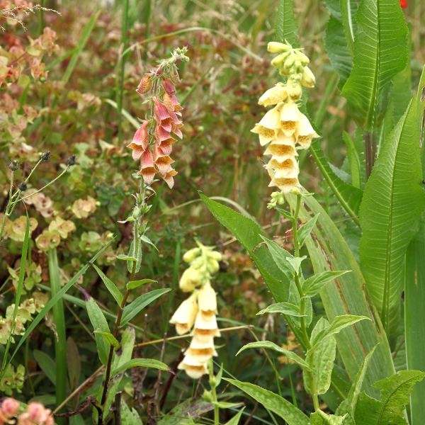 Digitalis hybride