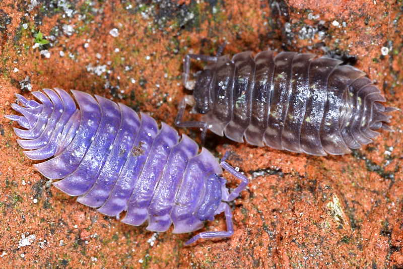 Kelderpissebed, Oniscus asellus, met iridovirus, right healthy specimen