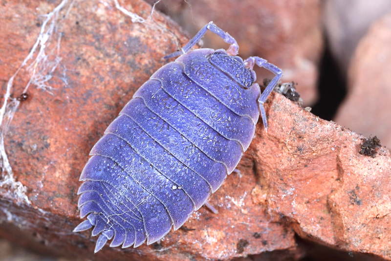 Rough Woodlouse, Porcellio scaber, with iridovirus