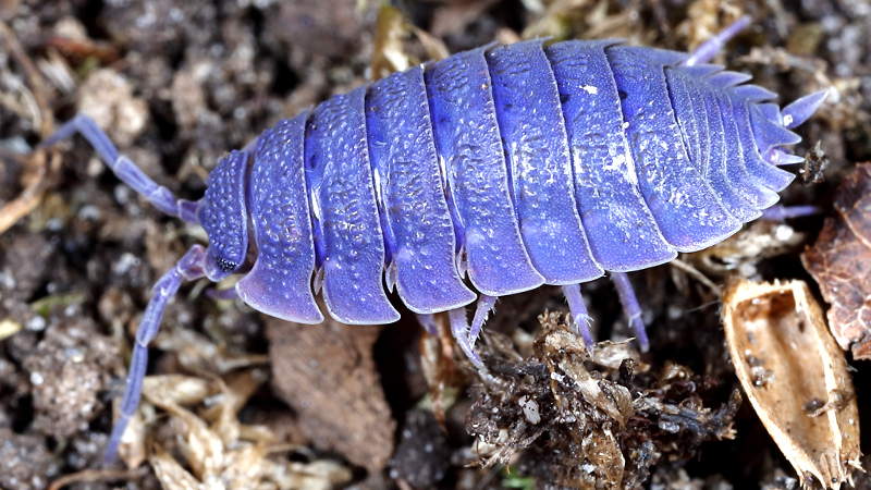 Rough Woodlouse, Porcellio scaber, with iridovirus