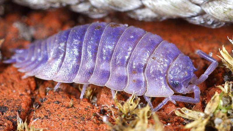 Common Shiny Woodlouse, Oniscus asellus, with iridovirus