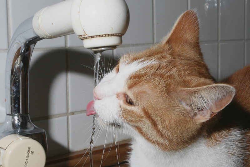 Water uit de kraan, heerlijk