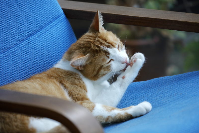 wassen op de stoel