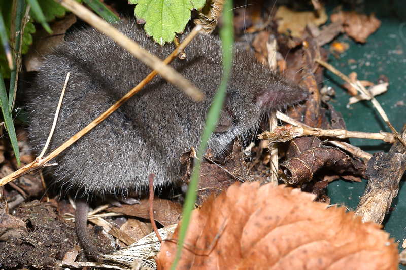 spitsmuis