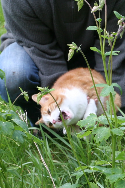gras eten