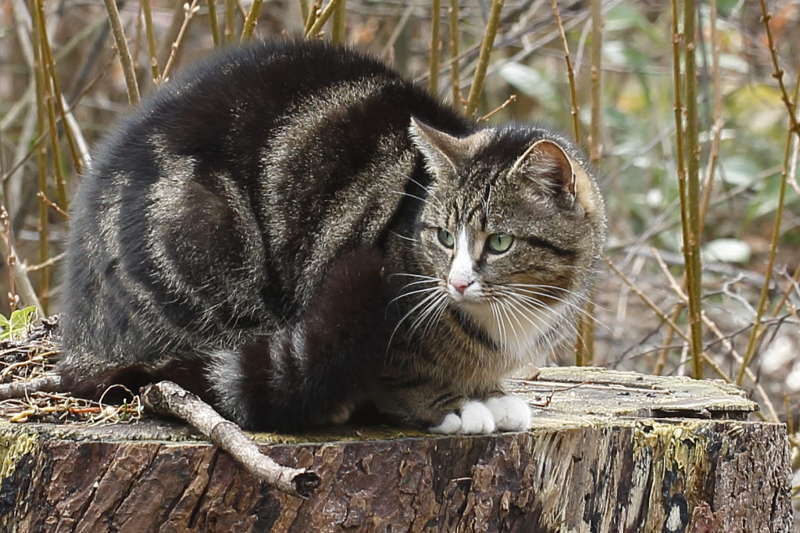 de buurkater op de stam