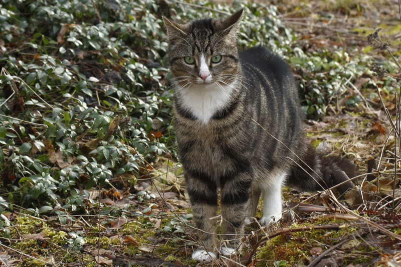 de buurkater
