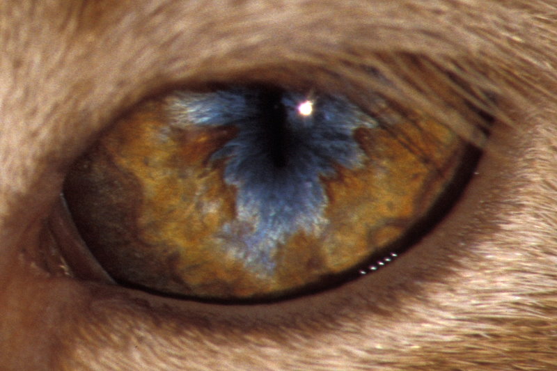 Mijn ogen, een combinatie van bruin en blauw.
