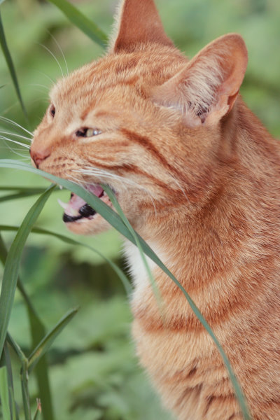 gras eten, heerlijk