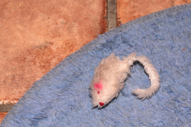 muis op het matje