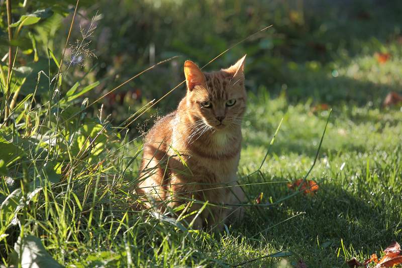 op het grasveld