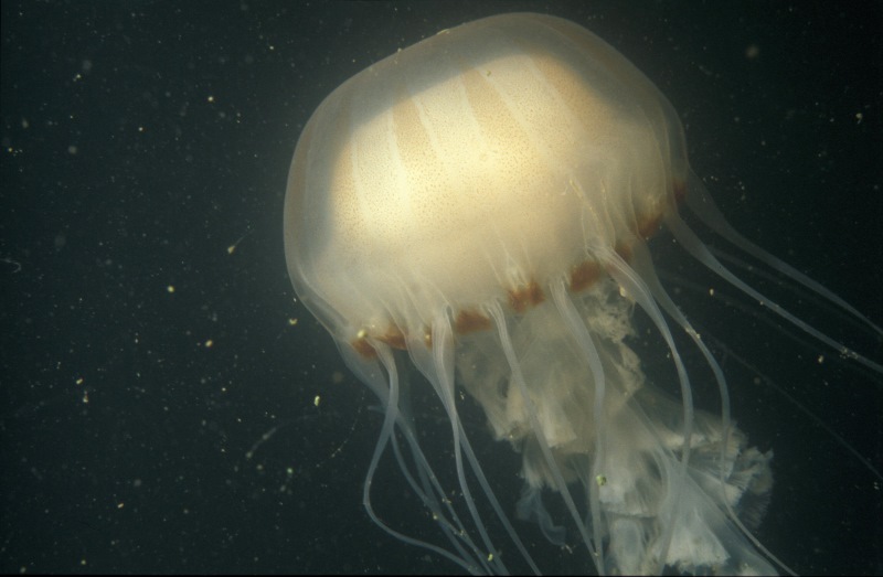 Chrysaora hysoscella