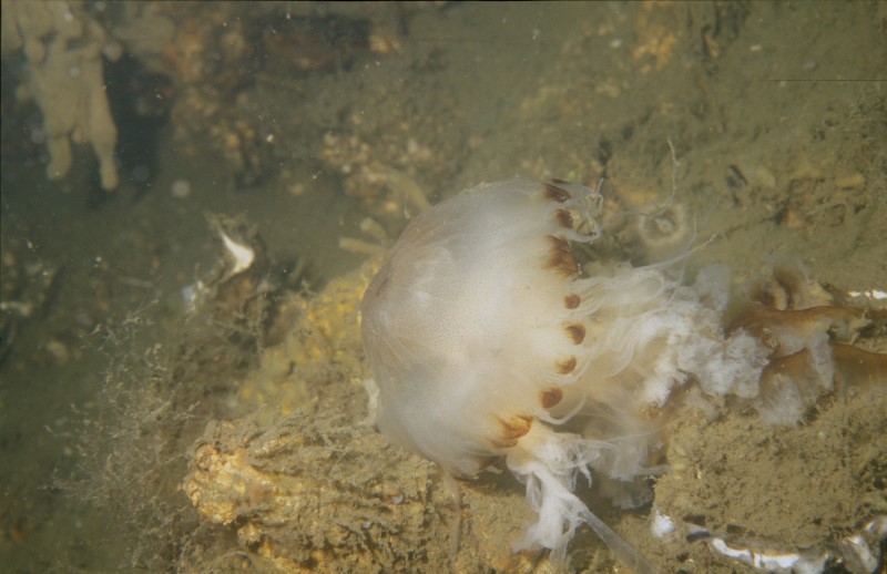Chrysaora on the bottom