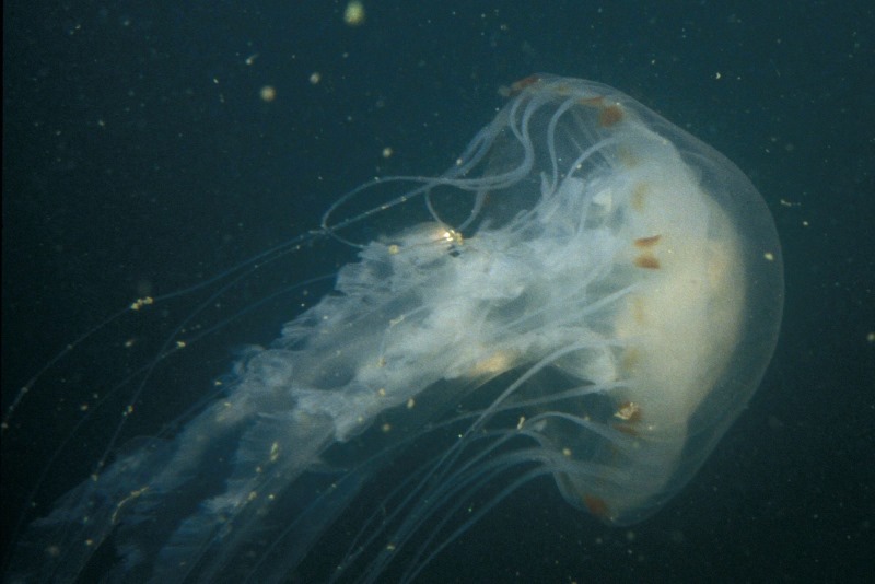 Chrysaora hysoscella