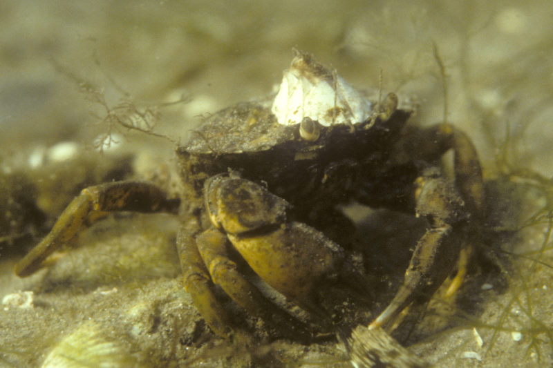 krab met zeepok achter zijn ogen