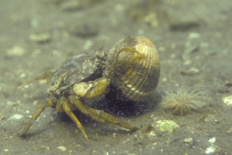 krab