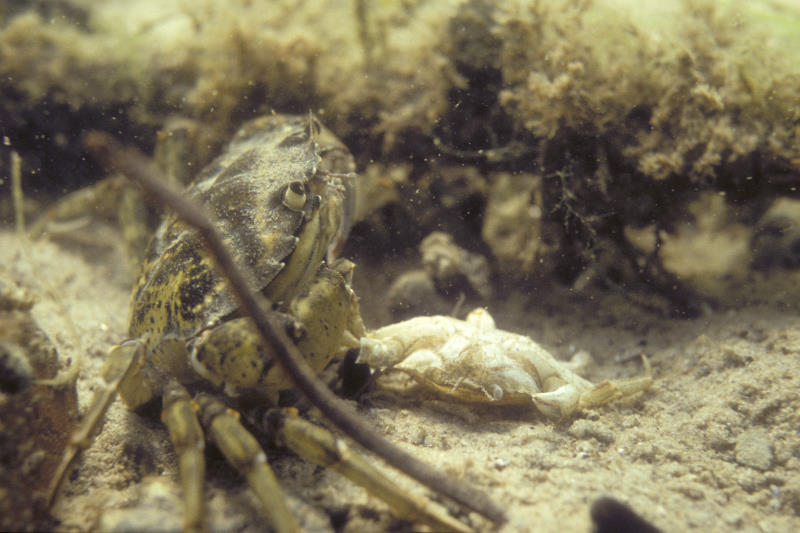 krab eet dode soortgenoot