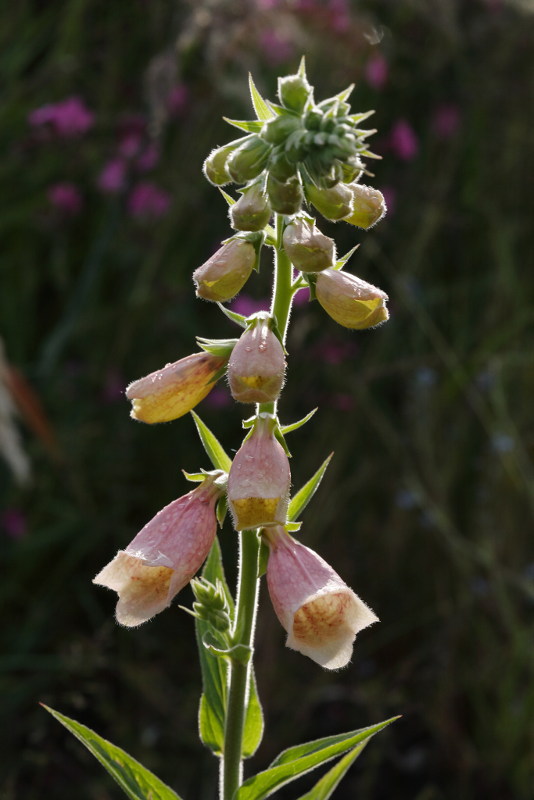 De eerste bloemen