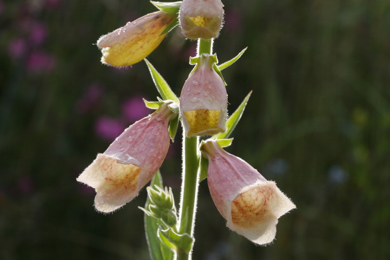 De langverwachte bloem