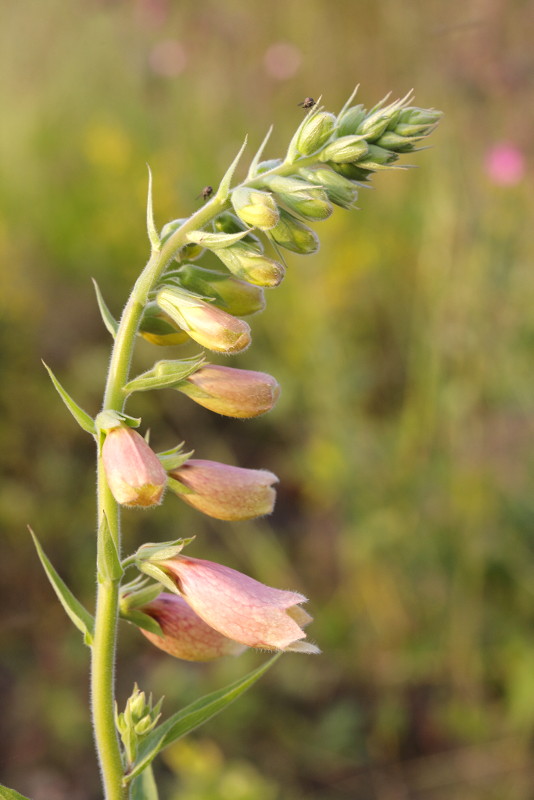 De eerste bloemen