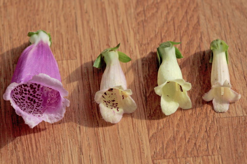 purpurea, hybride 1, hybride 2, lutea