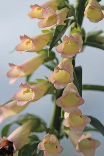 Hybride nr 2.