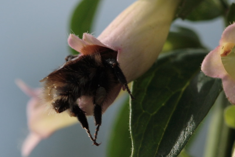 Het past maar net, de hommel hangt in de bloem