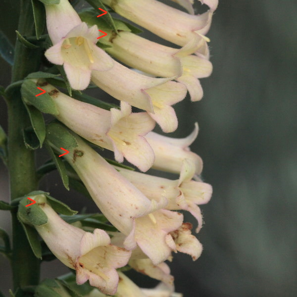 De bijtgaten van de hommels in lutea bloemen