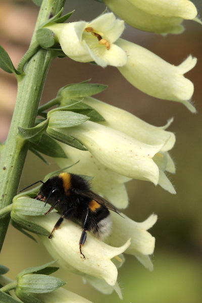 "Stelende" hommel