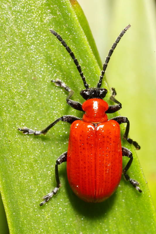 Leliehaantje, Lilioceris lilii