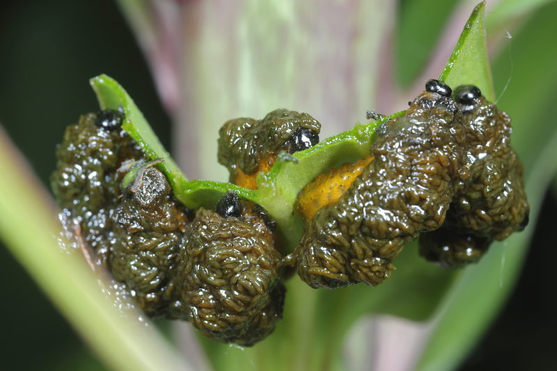Leliehaantje larven, Lilioceris lilii