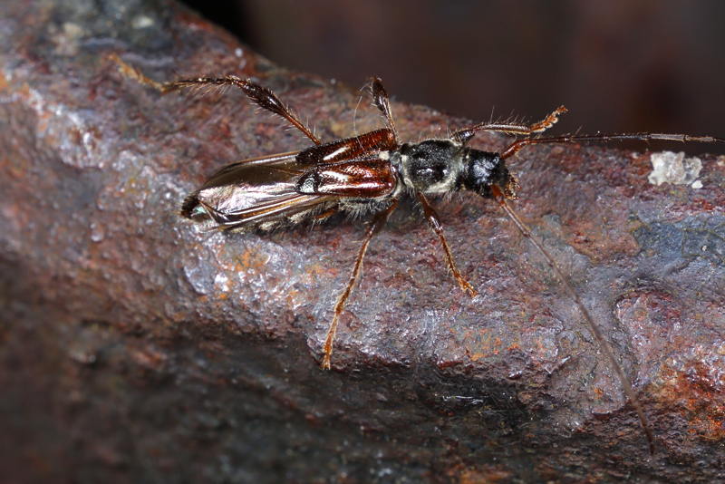 Naald-kortschildboktor, Molorchus minor