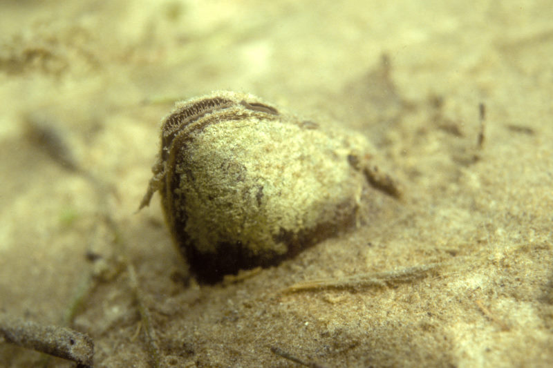 zwanenmossel
