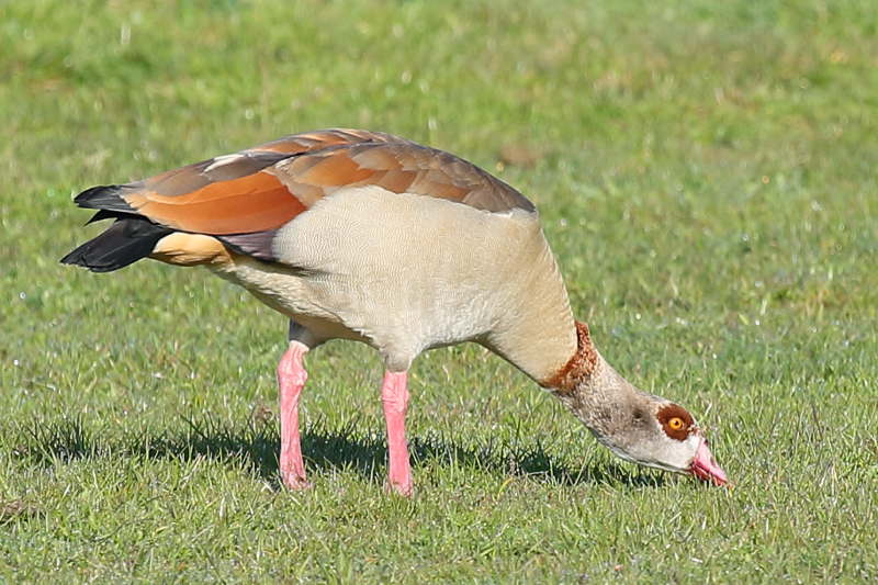 Nijlgans, drinkt douw van het gras